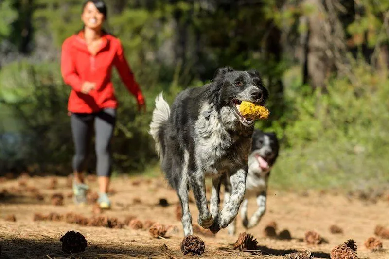 10% OFF: Ruffwear Gnawt-a-Cone™ Rubber Treat Dispenser Fetch Dog Toy