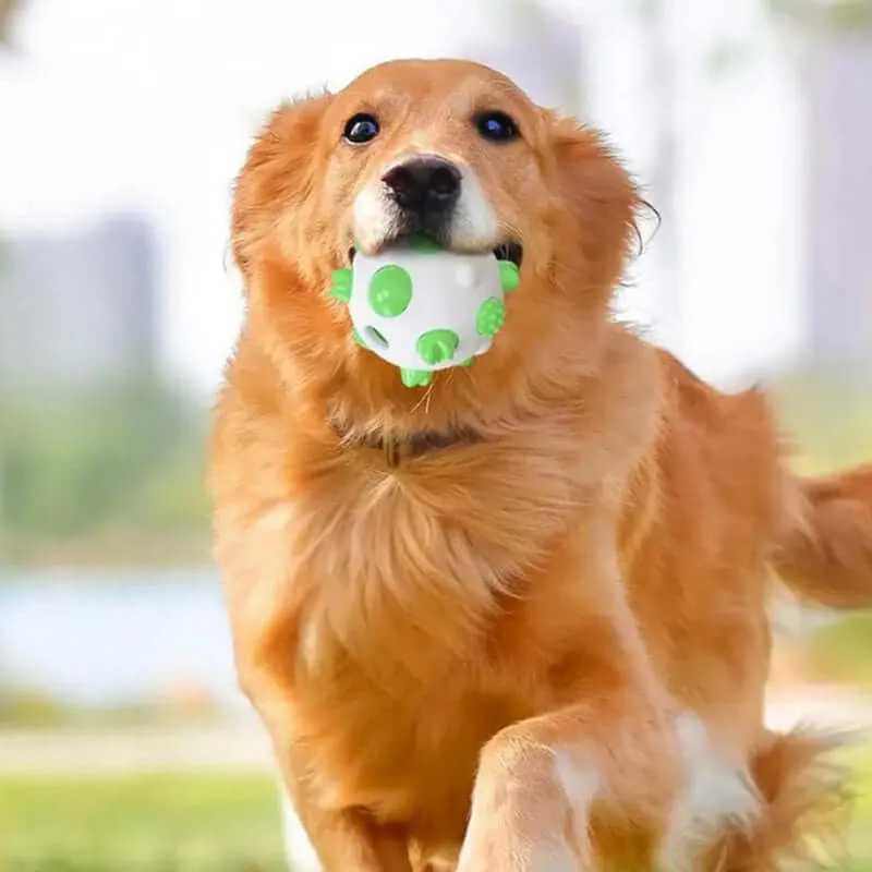 Innovative Teething Toys: Safe, Gentle, and Fun for Puppies!