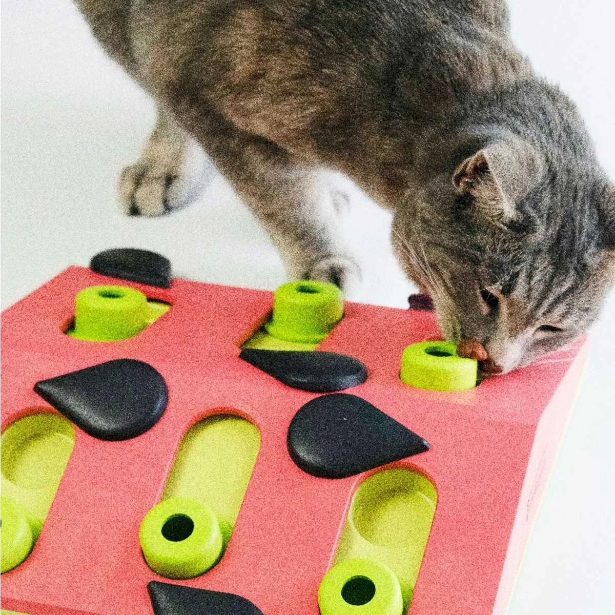 Melon Madness Puzzle & Play Cat Game