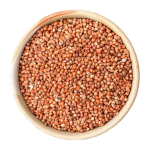 Sorghum