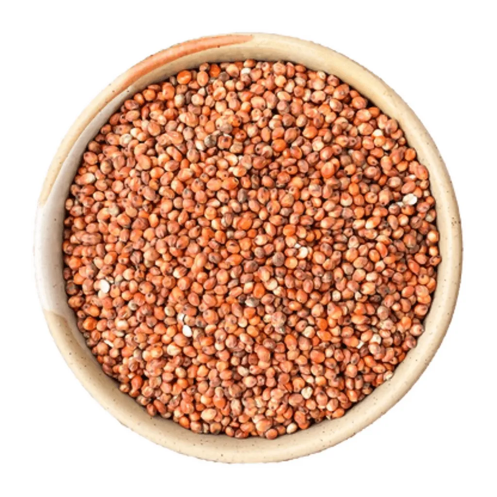 Sorghum