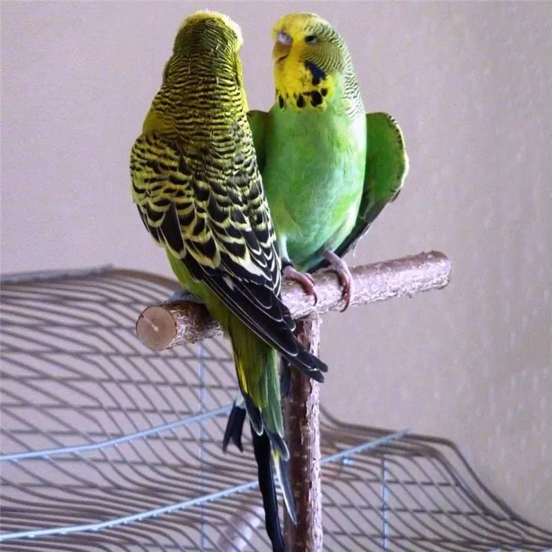 T-Shaped Bird's Perch